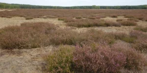 Management von Heideflächen