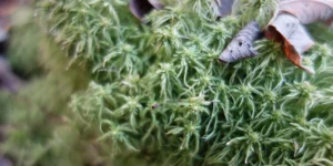 Erhalt moortypischer Vegetation