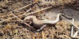 das zukuenftige buga areal als lebensraum fuer reptilien waldeidechse 