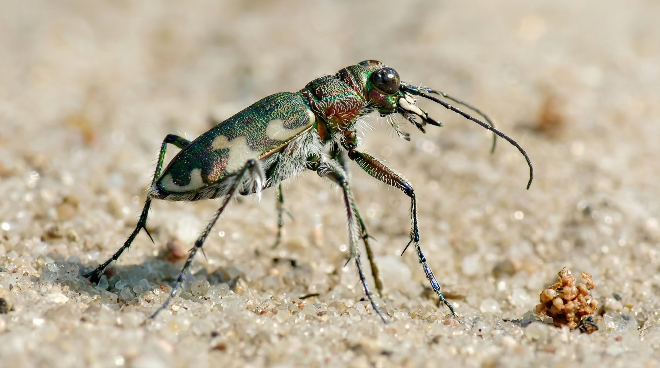 laufkäfer insektenkarten
