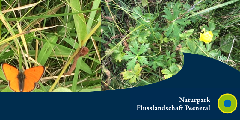 naturparkregion peenetal ppt